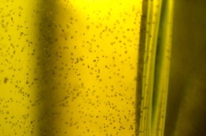 textura aceite de oliva, oro líquido
